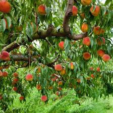 Prunus Persica 'Anzac' (Dwarf Anzac Peach)
