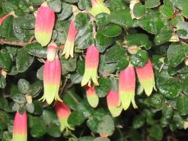 Correa ‘Marian’s Marvel’ (Marian’s Marvel Correa)
