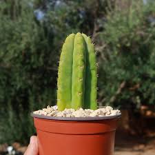 Echinopsis Pachanoi (San Pedro Cactus)