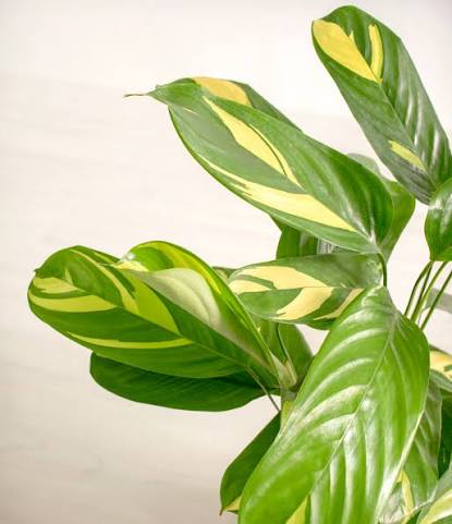 Ctenanthe Lubbersiana (Golden Mosaic Plant)