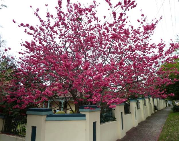 Prunus campanulata (Taiwan Cherry)