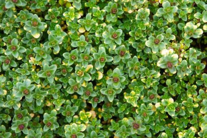 Thymus × citriodorus 'Doone Valley' (Doone Valley Thyme)