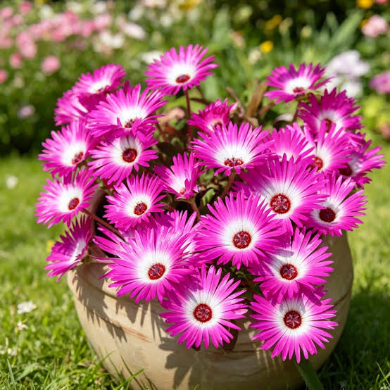 Mesembryanthemum Spp. (Pink Livingstone Daisy)