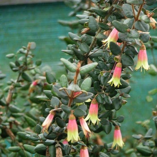 Correa ‘Marian’s Marvel’ (Marian’s Marvel Correa)