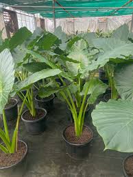 Alocasia Macrorrhizos (Giant Elephant Ear)