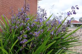 Dianella Caerulea ‘DCMP01’ (Little Jess™ Flax Lily)