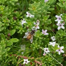 Myoporum Parvifolium 'Broad Leaf Pink' (Broad Leaf Pink Creeping Boobialla)