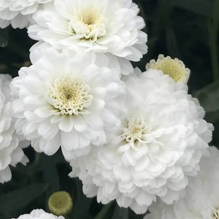 Argyranthemum frutescens 'Sassy Aramis Double White' (Sassy Aramis Double White Marguerite Daisy)