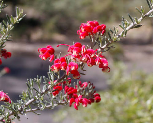 Grevillea lavandulacea ‘Chetwynd’ (Chetwynd Grevillea)