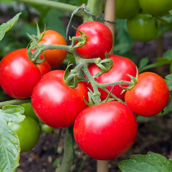 Lycopersicon Esculentum 'Moneymaker' (Moneymaker Tomato)