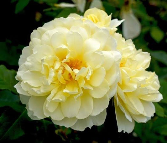 Rosa 'Imogen' (Imogen English Rose)