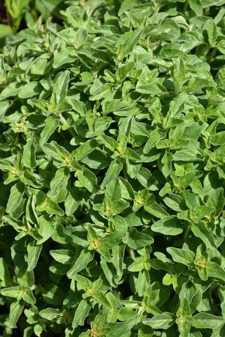 Origanum vulgare subsp. hirtum (Greek Oregano)