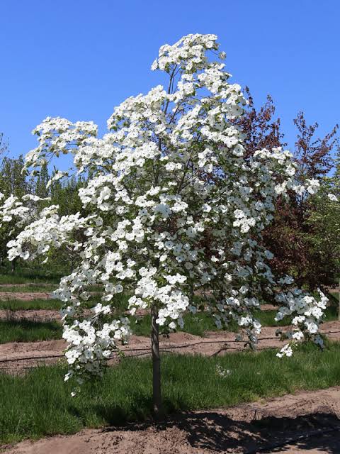 Cornus × 'Eddie's White Wonder' (Eddie's White Wonder Dogwood)