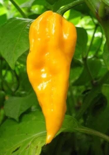 Capsicum Chinense (Devil's Tongue Chilli)