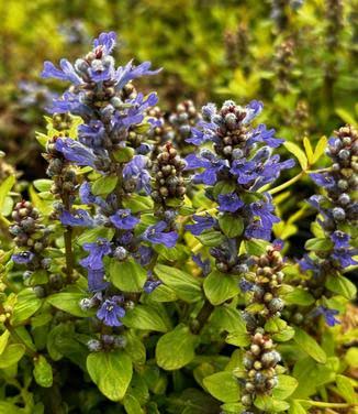 Ajuga reptans ‘Feathered Friends™ Cordial Canary’ (Bugleweed)