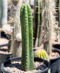Echinopsis Pachanoi (San Pedro Cactus)