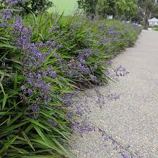 Dianella Caerulea ‘DCMP01’ (Little Jess™ Flax Lily)