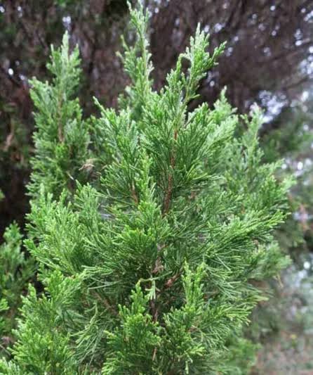 Juniperus chinensis ‘Spartan’ (Spartan Chinese Juniper Standards)