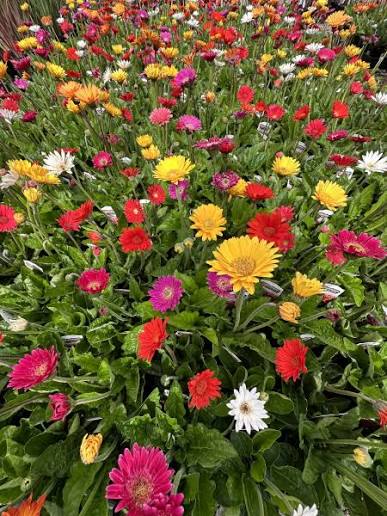 Gerbera Garvinea® (Mixed Garvinea Gerbera)