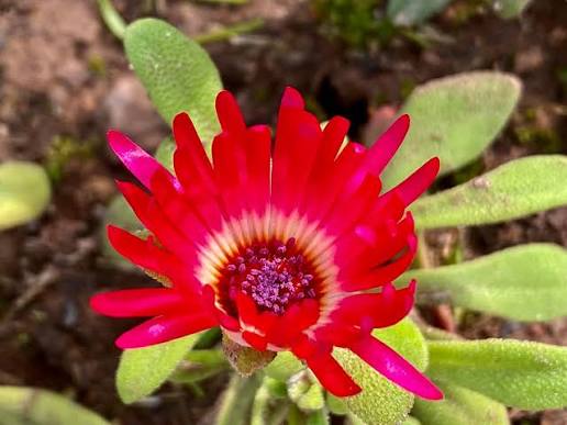 Mesembryanthemum Spp. (Red Livingstone Daisy)