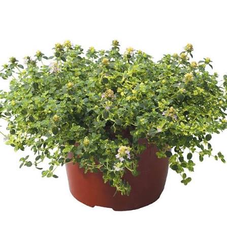 Thymus × citriodorus 'Doone Valley' (Doone Valley Thyme)