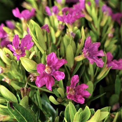 Cuphea Hyssopifolia 'Cocktail' (Cocktail False Heather)