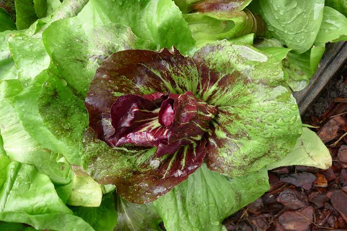 Cichorium intybus (Radicchio)