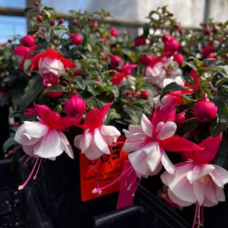 Fuchsia hybrid ‘Ballerina® Arabesque’ (Arabesque Fuchsia)