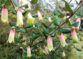 Correa ‘Marian’s Marvel’ (Marian’s Marvel Correa)