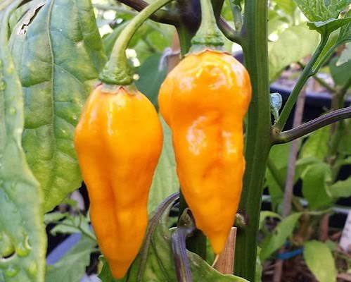 Capsicum Chinense (Devil's Tongue Chilli)