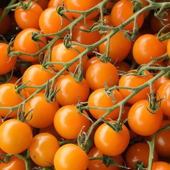 Solanum Lycopersicum (Orange Cherry Tomato)