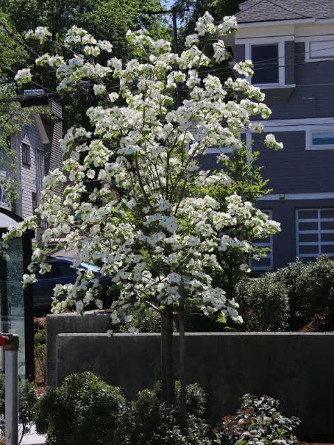 Cornus × 'Eddie's White Wonder' (Eddie's White Wonder Dogwood)
