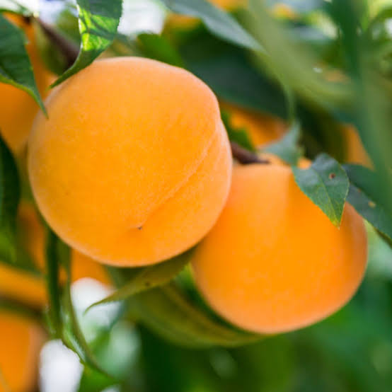 Prunus Persica 'Golden Queen' (Dwarf Golden Queen Peach)