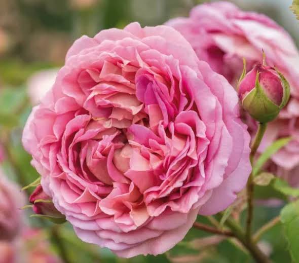 Rosa 'Jubilee Celebration' (Jubilee Celebration English Rose)