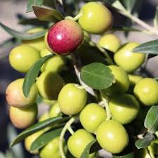 Olea Europaea 'Garden Harvest' (Garden Harvest Olive)