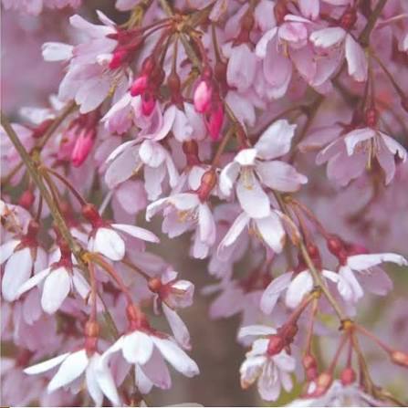 Prunus × 'Pisnshzam' (Pink Snow Showers® Flowering Cherry)