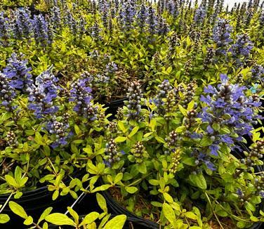 Ajuga reptans ‘Feathered Friends™ Cordial Canary’ (Bugleweed)