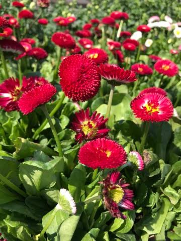 Bellis perennis 'Bellissima Red' (Bellissima Red English Daisy)