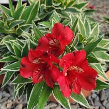 Alstroemeria Katiana (Princess Lily, Peruvian Lily)