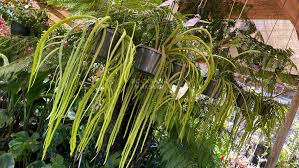 Rhipsalis Boliviana (Syn. Lepismium Bolivianum) (Bolivian Mistletoe Cactus Hanging Basket)