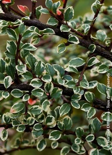Cotoneaster horizontalis ‘Variegatus’ (Variegated Cotoneaster)