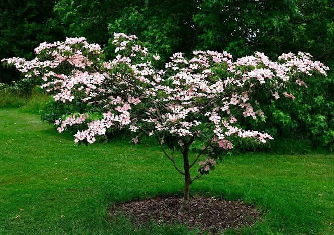 Cornus kousa 'Eric Gennett' (Eric Gennett Kousa Dogwood)