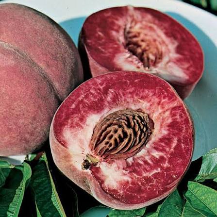 Prunus Persica 'Indian' (Dwarf Indian Peach)
