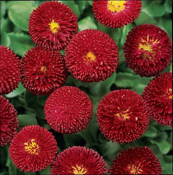 Bellis perennis 'Bellissima Red' (Bellissima Red English Daisy)