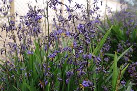 Dianella Caerulea ‘DCMP01’ (Little Jess™ Flax Lily)