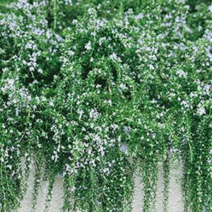 Salvia rosmarinus 'Lockwood' (Lockwood Rosemary)