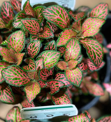 Fittonia Spp. (Assorted Nerve Plant)