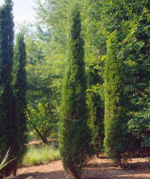 Juniperus chinensis ‘Spartan’ (Spartan Chinese Juniper Standards)