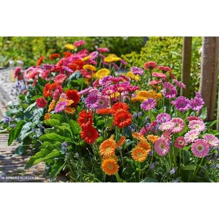 Gerbera Garvinea® (Mixed Garvinea Gerbera)