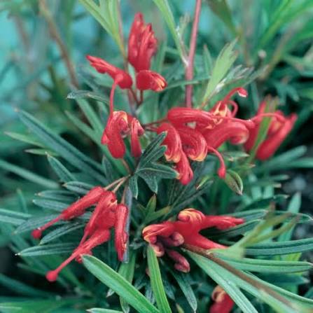 Grevillea nudiflora ‘Mallee Sensation’ (Mallee Sensation Grevillea)